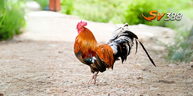 Ý nghĩa thực sự của vảy nội hoa đăng